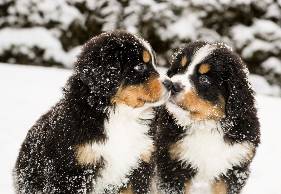 Bernese mountain dog puppets sniff each others