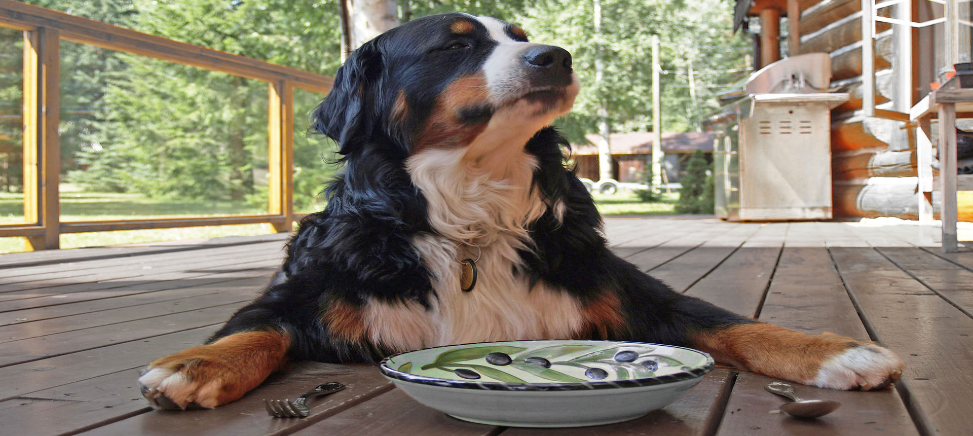 Puppies - Bernese Mountain Dogs