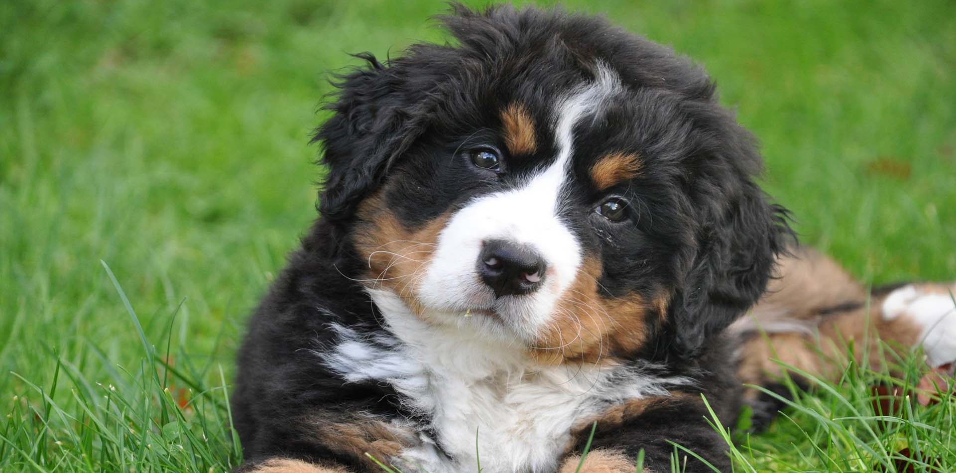 Northern California Bernese Mountain Dogs McKinley Oaks BMDs